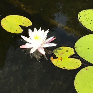 Meet your Posher, Desa